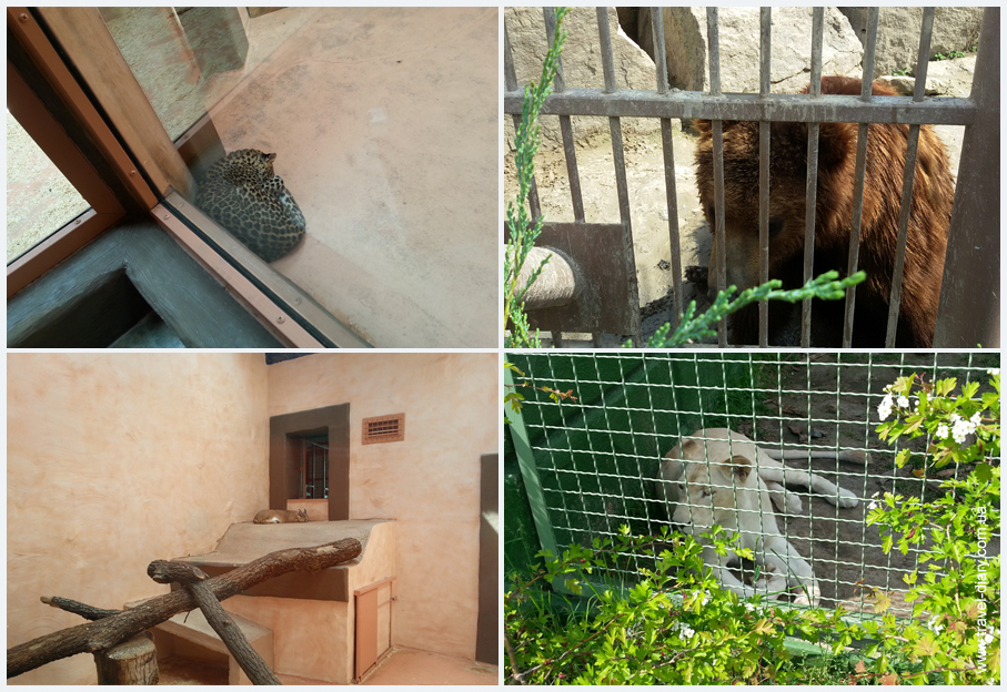 животные зоопарка 12 месяцев фото