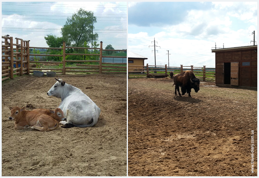 животные зоопарка 12 месяцев фото