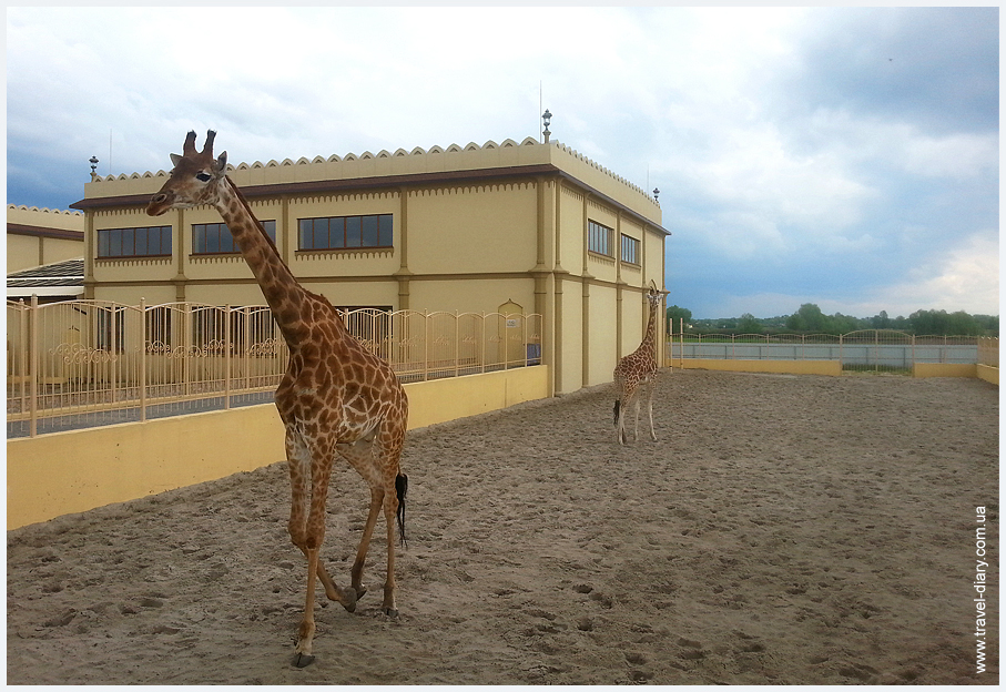 животные зоопарка 12 месяцев фото