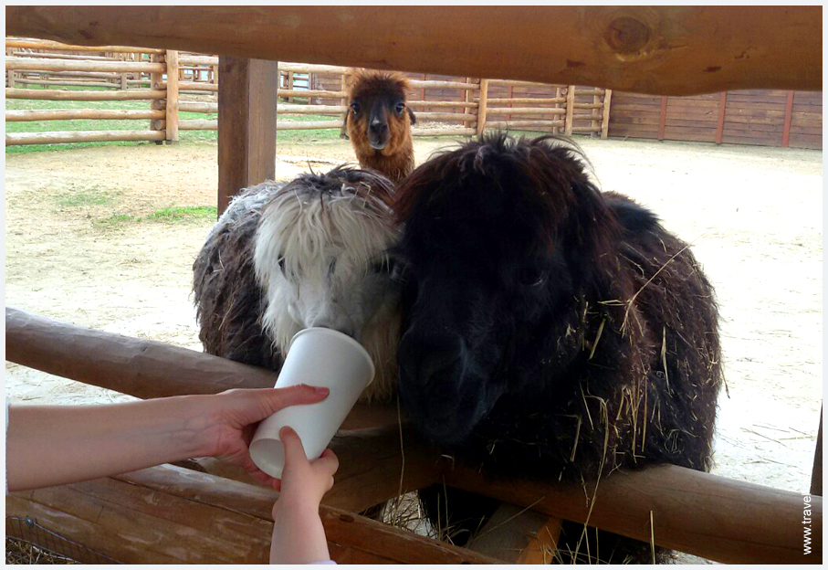 животные зоопарка 12 месяцев фото