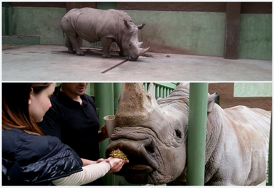 животные зоопарка 12 месяцев фото