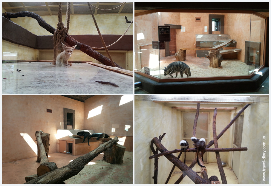 животные зоопарка 12 месяцев фото