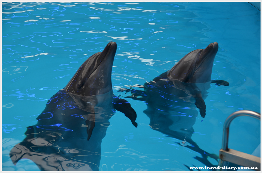 плавание с дельфинами дельфинарий Немо