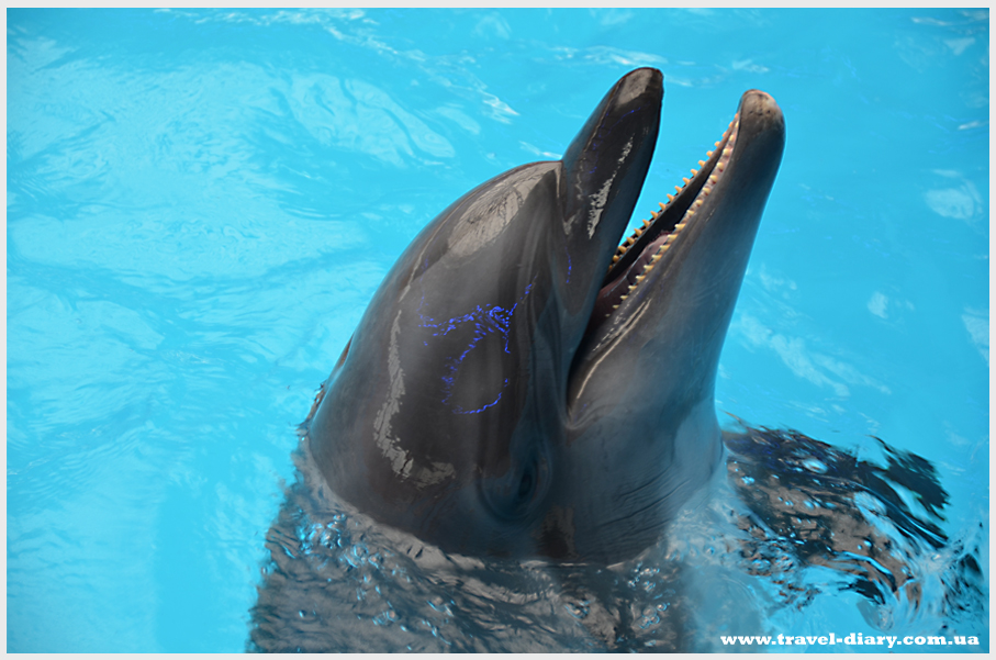 Плавание с дельфинами в дельфинарии Немо