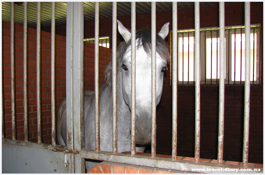 Жашковский конный завод