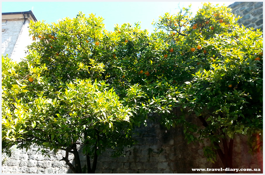 город Котор самостоятельная экскурсия