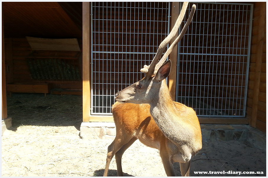 Зоопарк в Межигорье