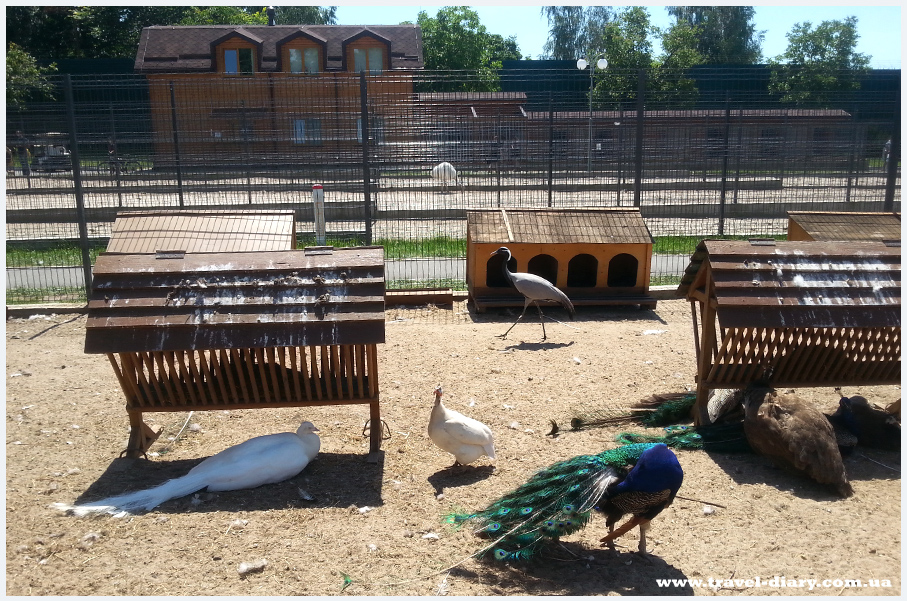 Зоопарк Януковича