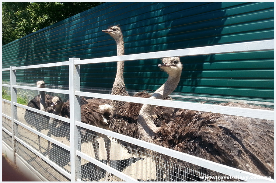 зоопарк в Межигорье