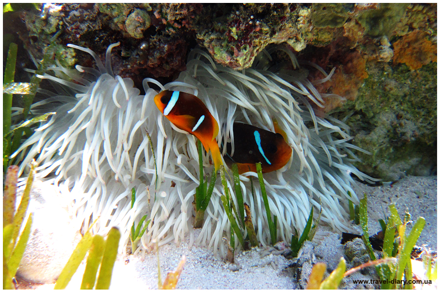 Снорклинг. Как выбрать маску, трубку и ласты