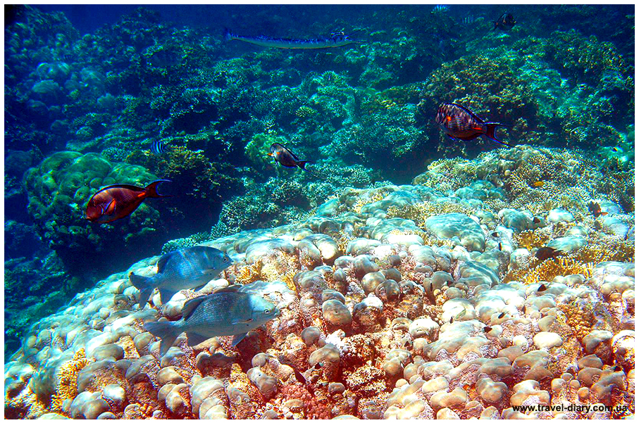 Снорклинг. Как выбрать маску, трубку и ласты