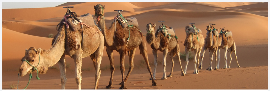 Полезные советы туристам в Египте