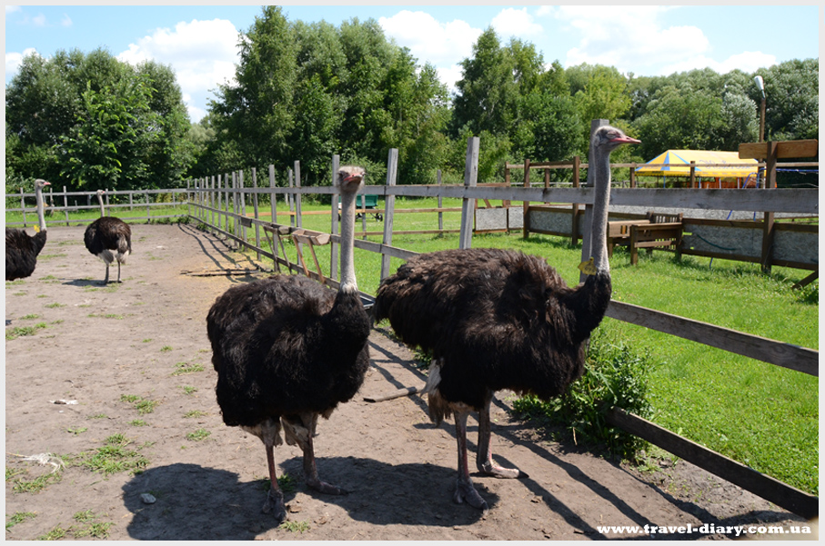 Яногородская страусиная ферма