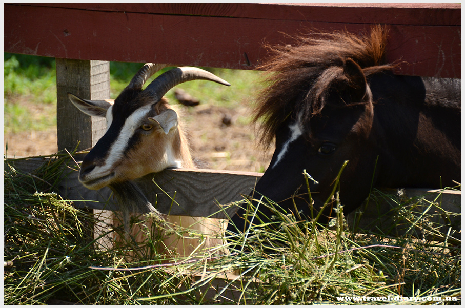 страусиная ферма ясногородка