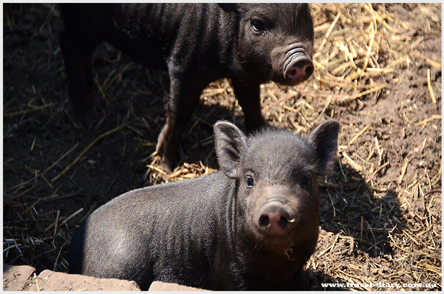 страусиная ферма под киевом