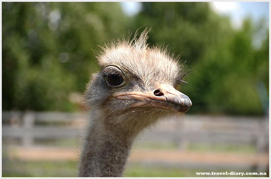 Ясногородская страусовая ферма
