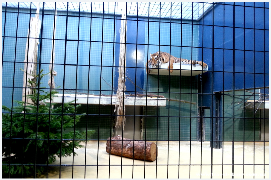 берлинский зоопарк германия