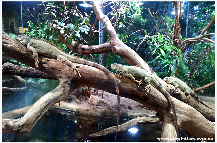 берлинский зоопарк фото