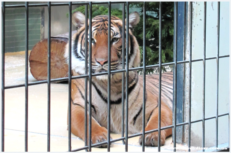 берлинский зоопарк фото